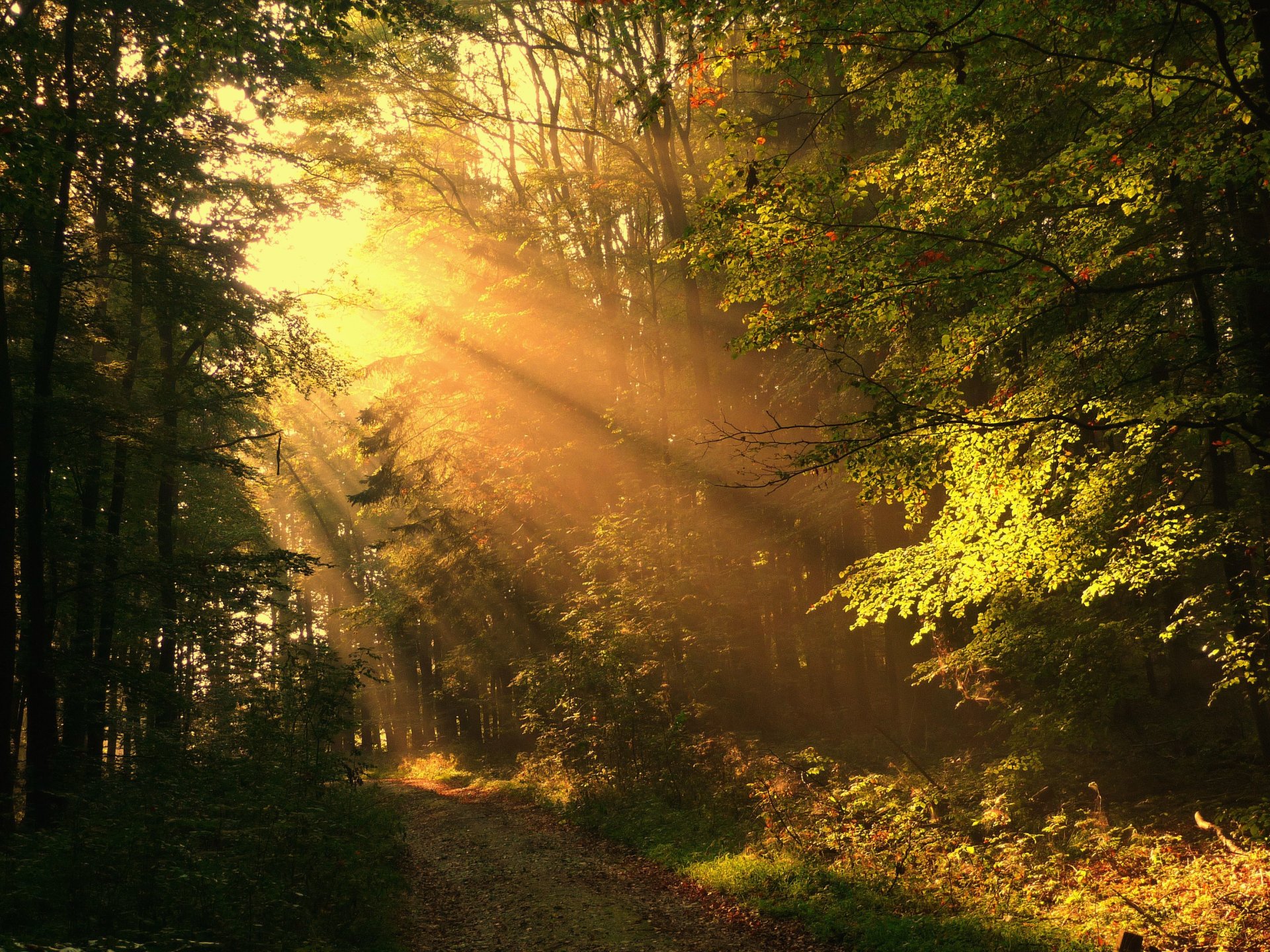 autunno foresta strada raggi sole