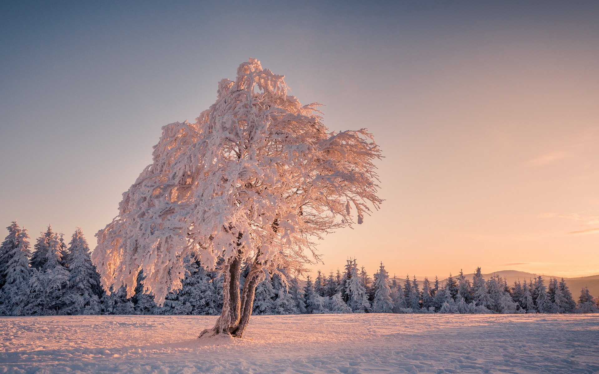 arbre champ hiver