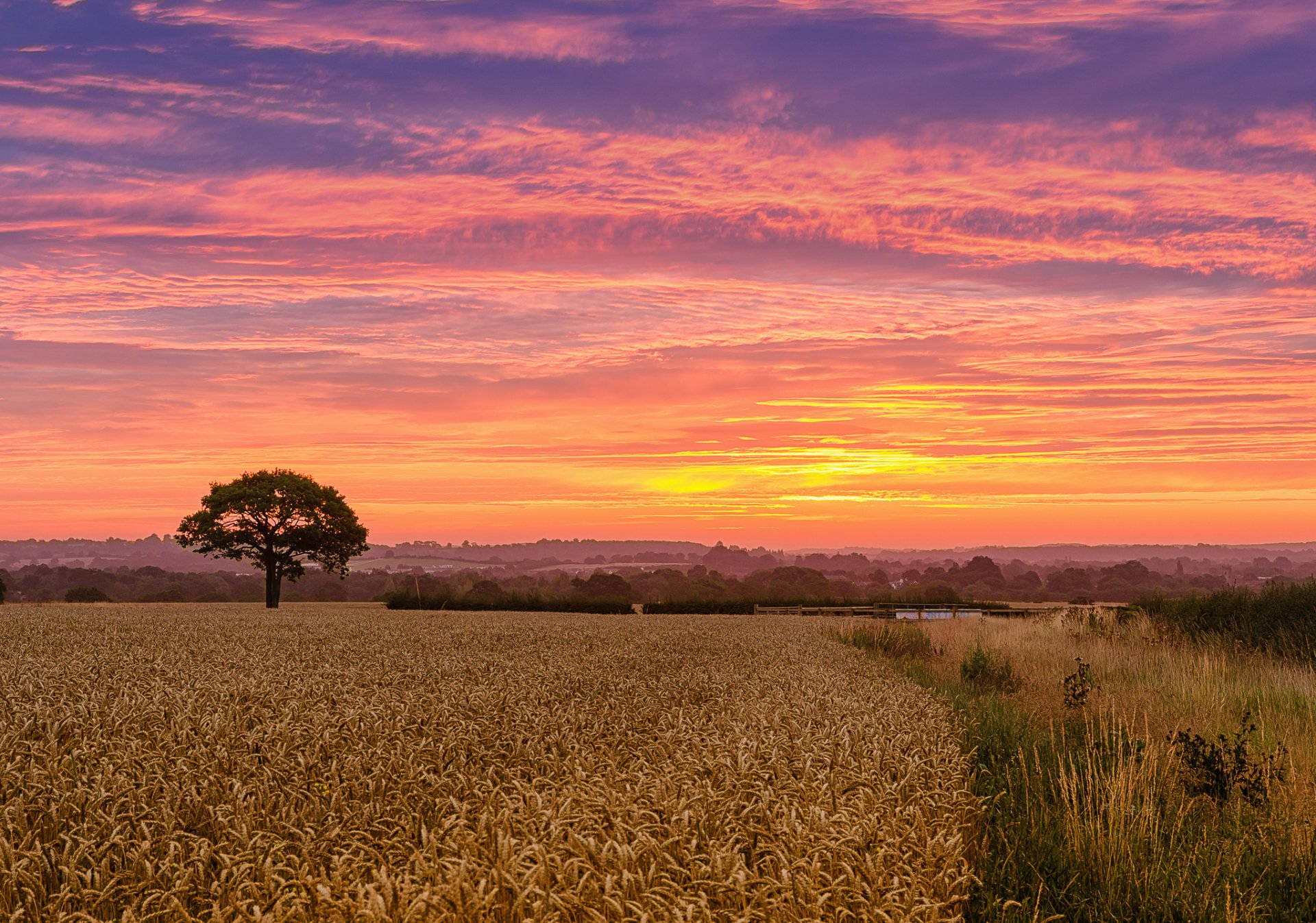 campo grano albero mattina alba