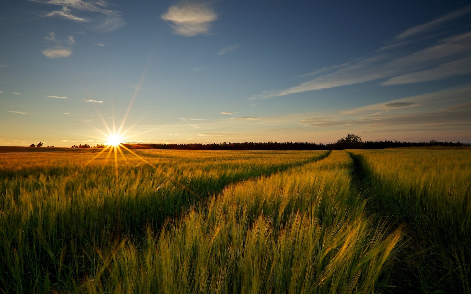 landscape nature meadow the field wheat. rye ears spikes tree sun background wallpaper widescreen full screen hd wallpapers fullscreen