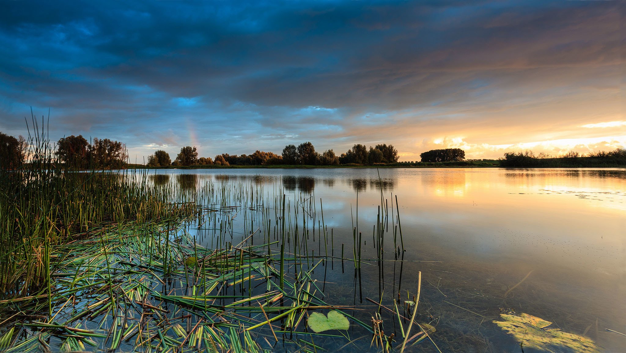 alberi lago tramonto