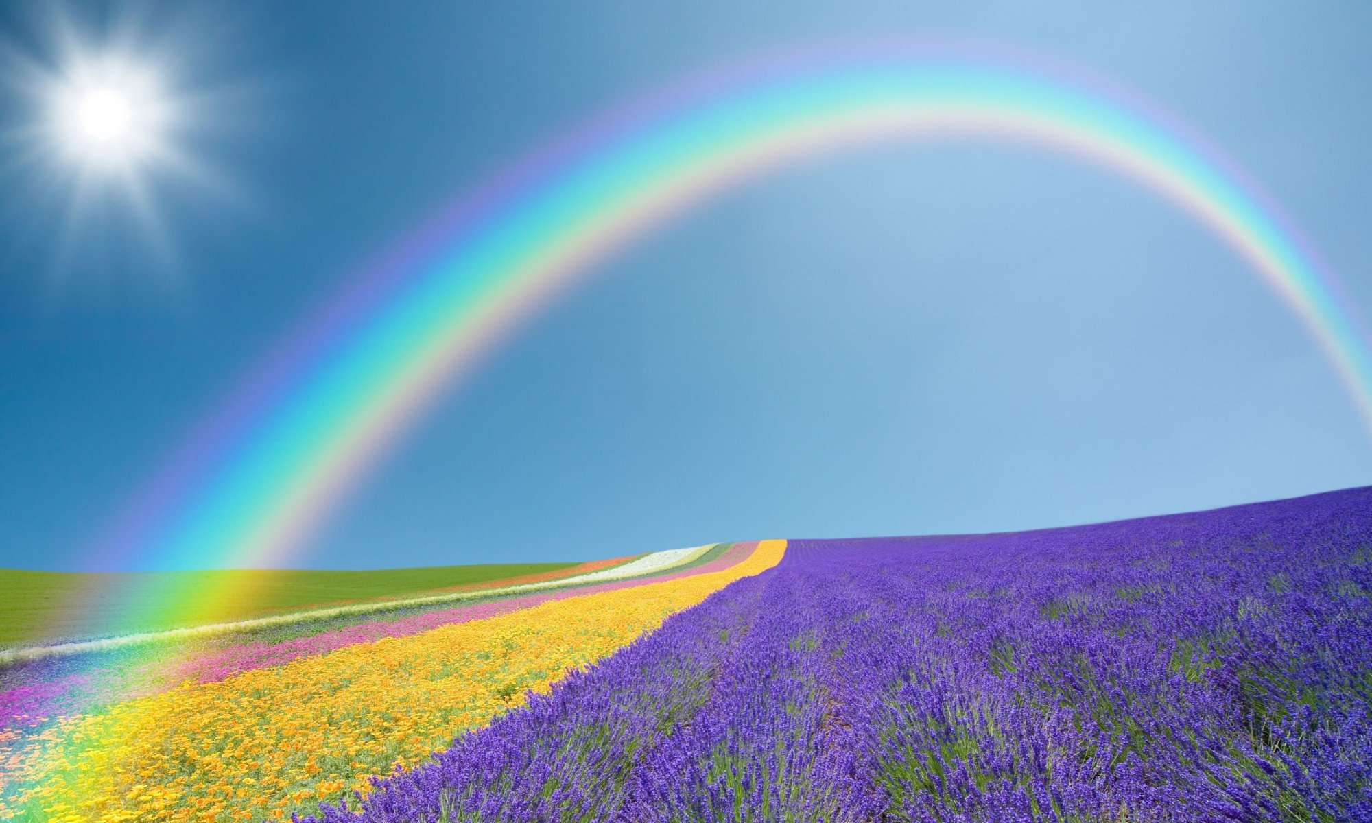 paysage nature champ champs fleurs fleurs violet jaune vert arc-en-ciel ciel soleil fond d écran écran large plein écran écran large écran large