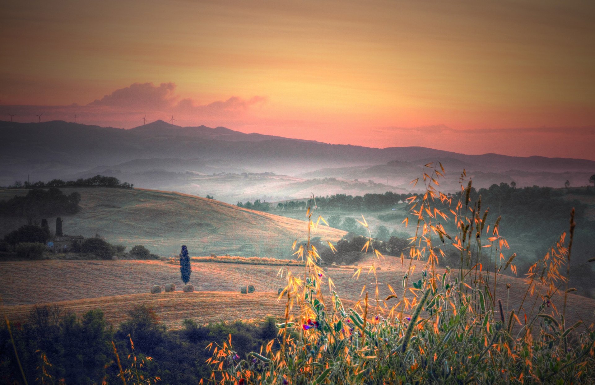 italy tuscany hills tree of the field plants grass morning dawn fog