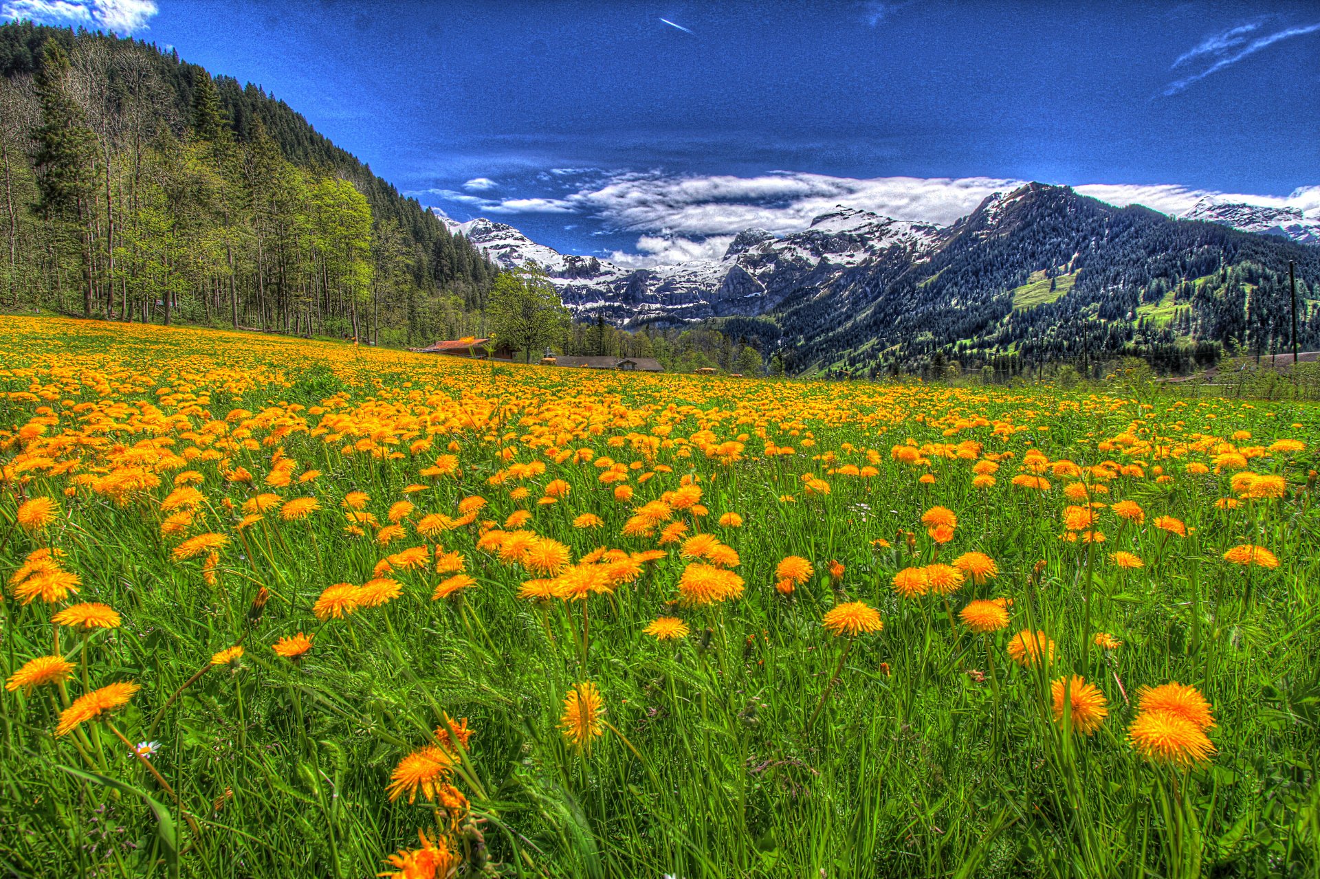 Национальный парк Олимпик Луга горы цветы Поляна