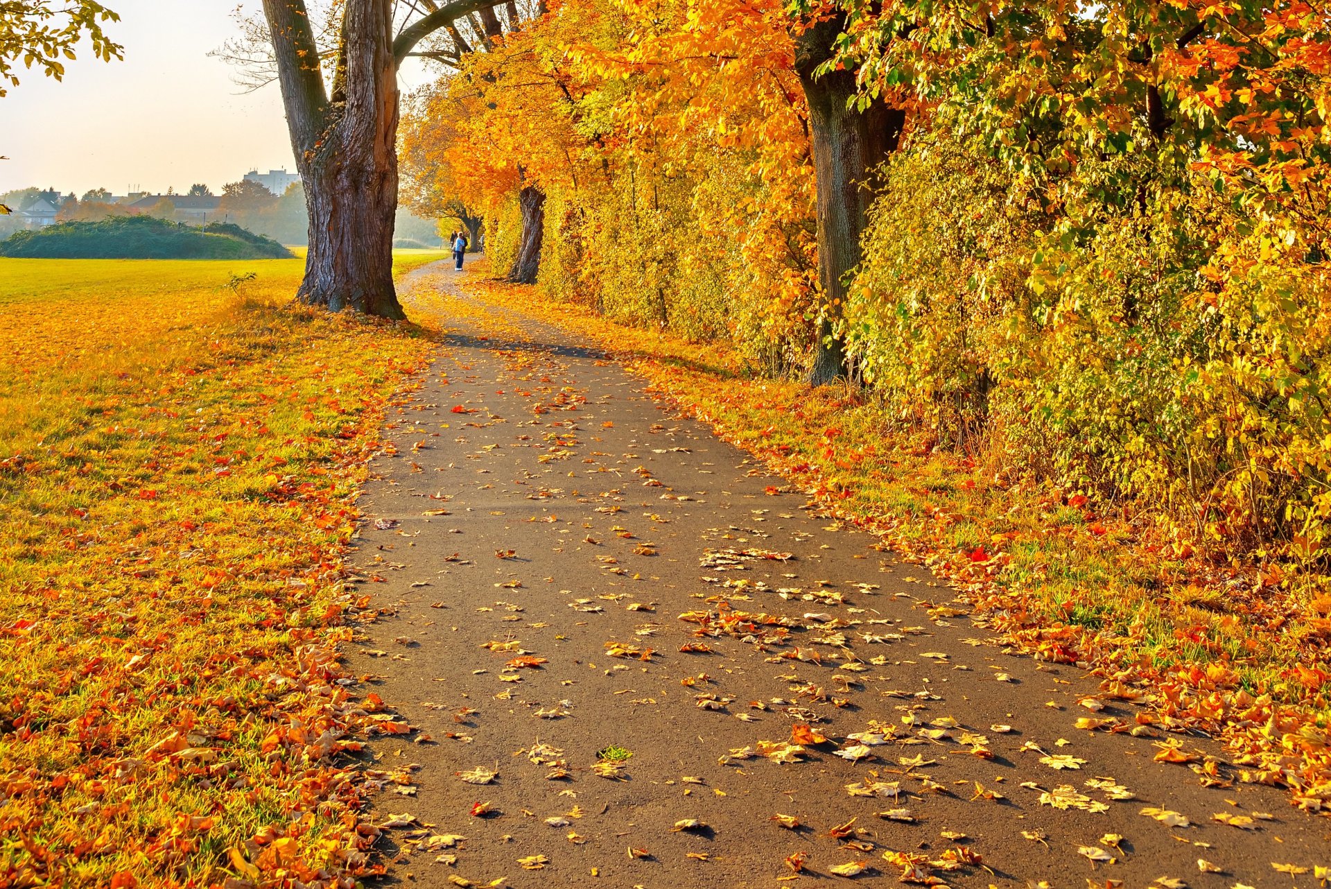 paysage automne feuilles jaune arbres route homme