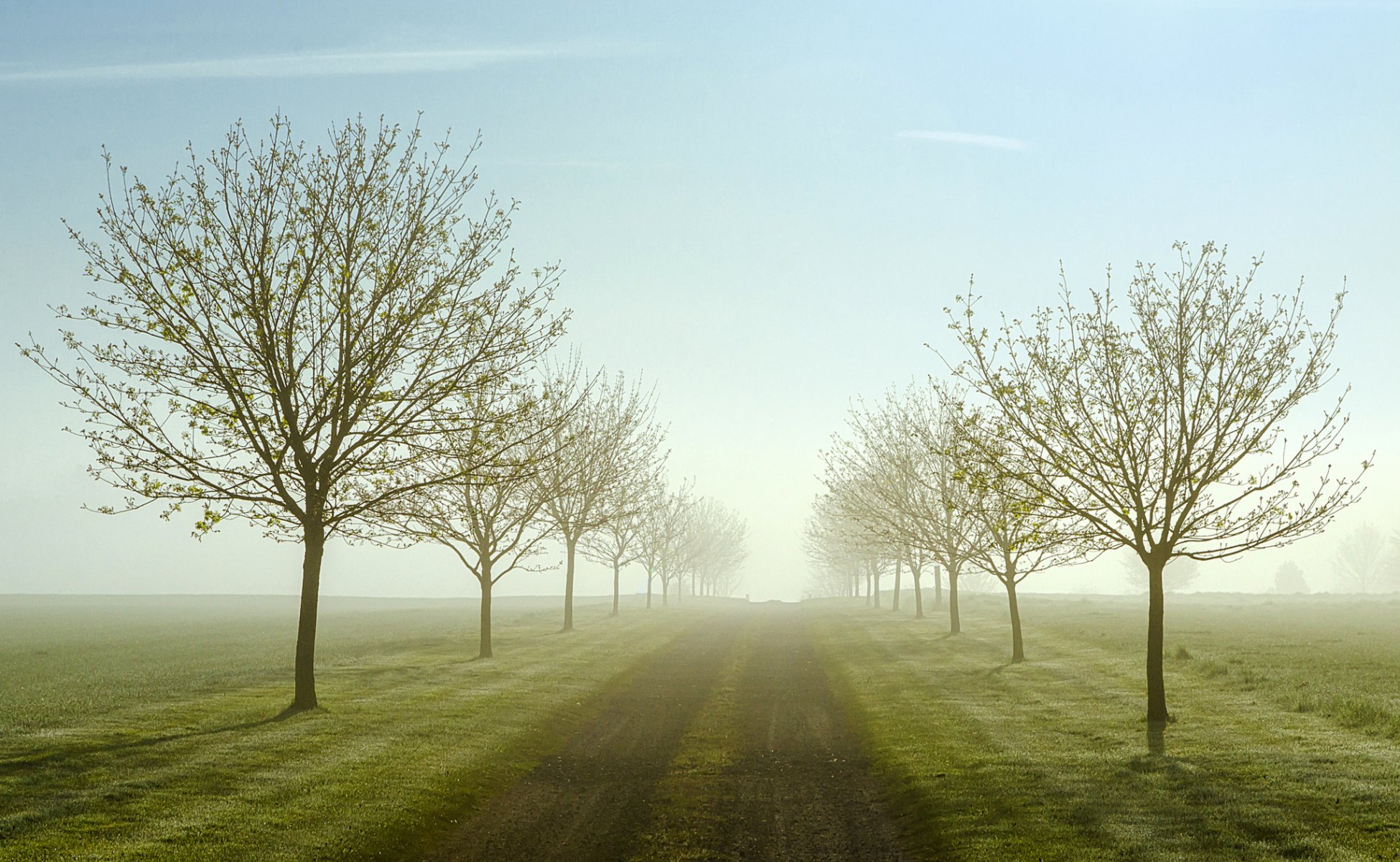 campi strada alberi mattina nebbia primavera