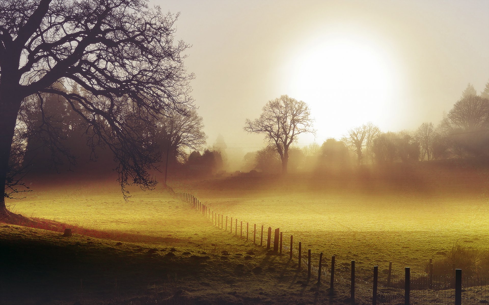 mañana campo cerca niebla paisaje