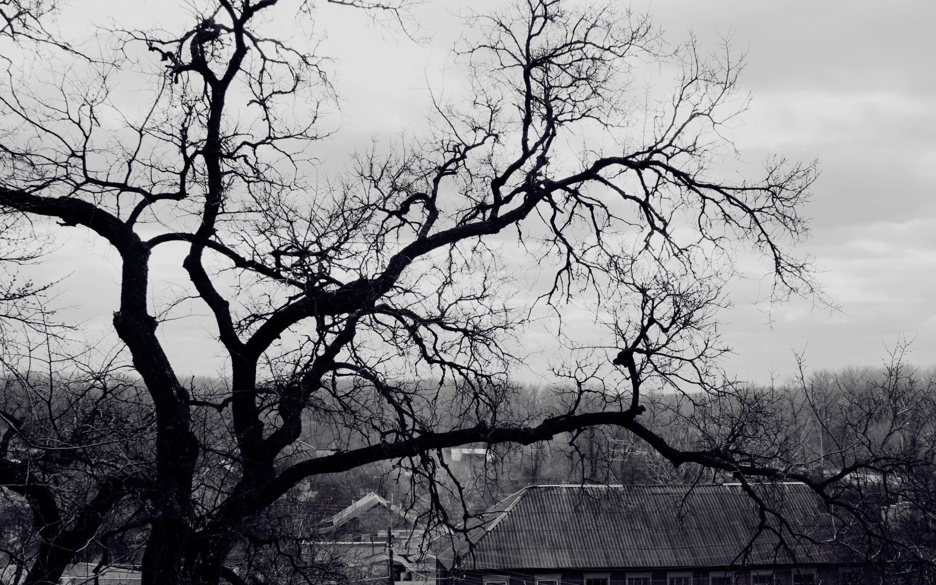 arbre branches noir et blanc toit