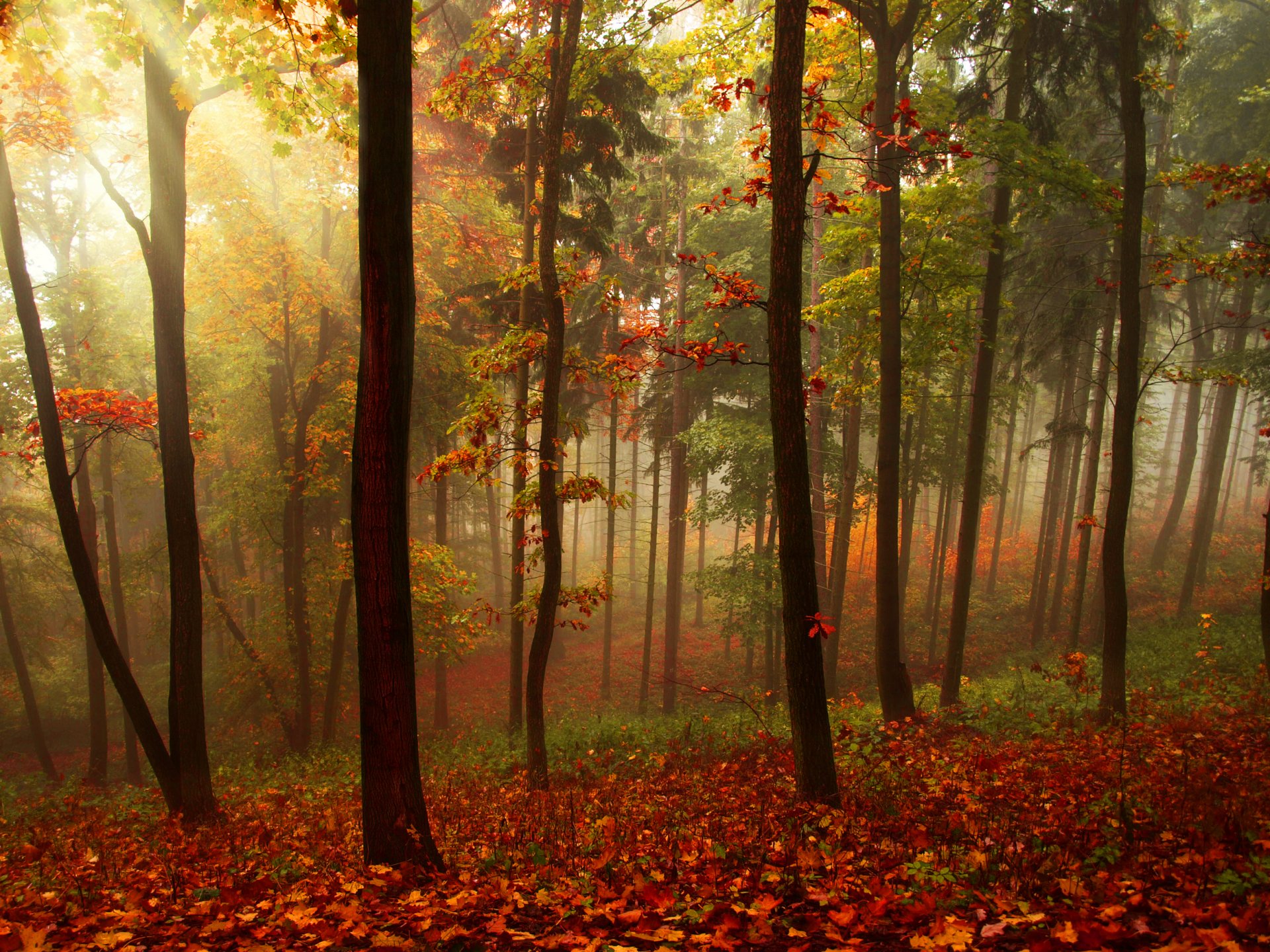 paysage forêt arbres automne feuilles rayons nature joliment