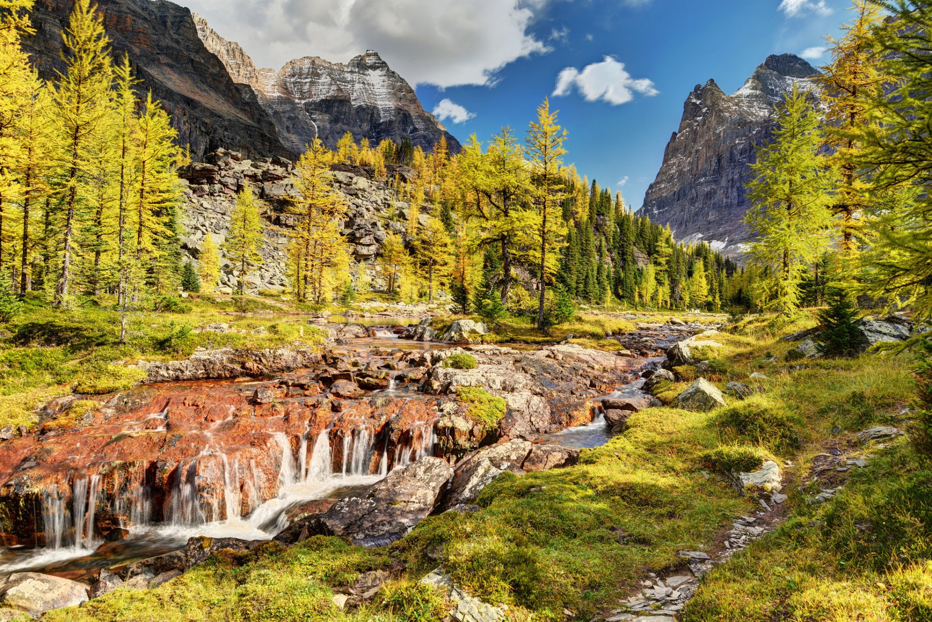 yoho national park canada mountain tree river