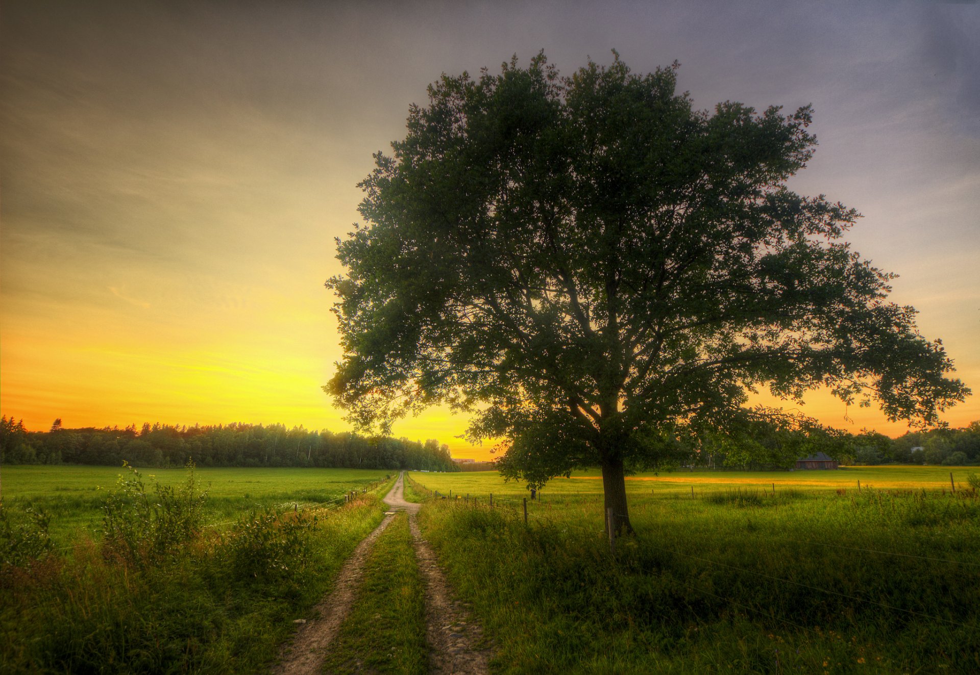 boschetto campi strada albero casa mattina primavera