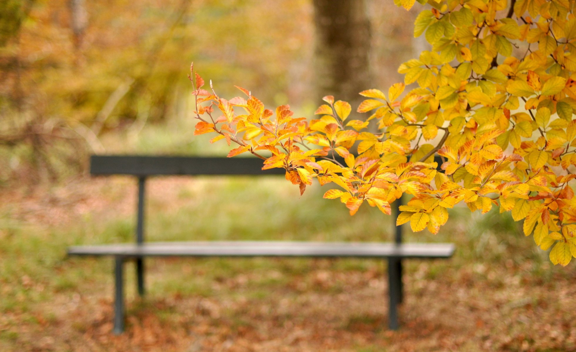 park bench branch leaves yellow autumn