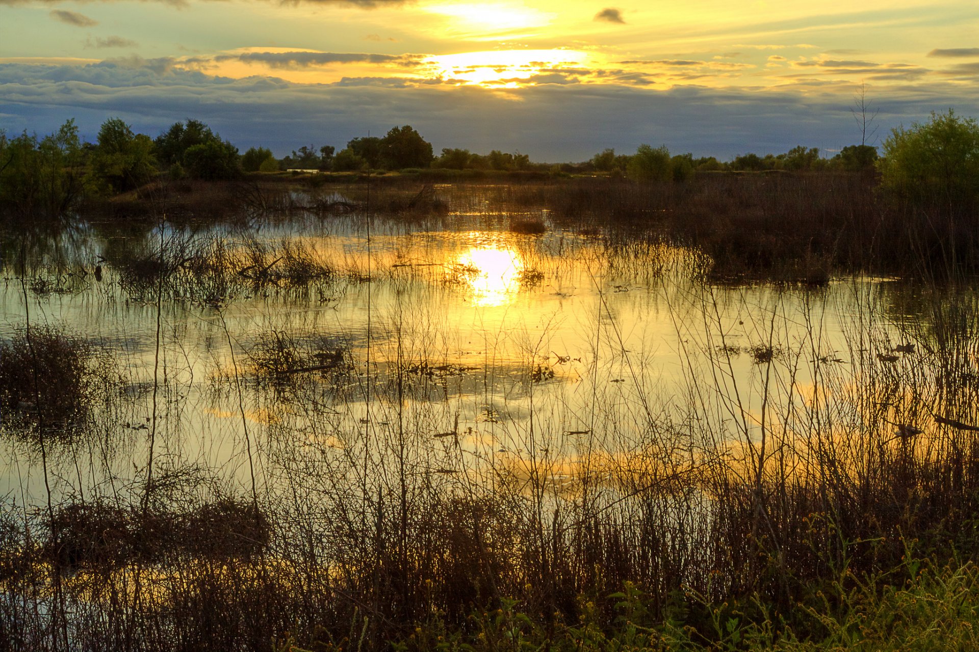 alberi lago palude sera tramonto