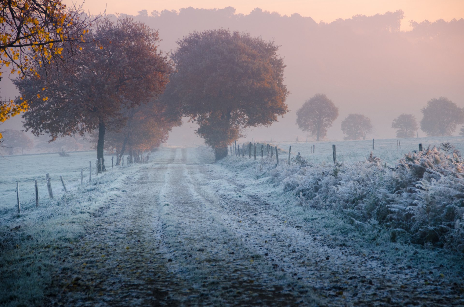 automne arbres route clôture herbe givre gel