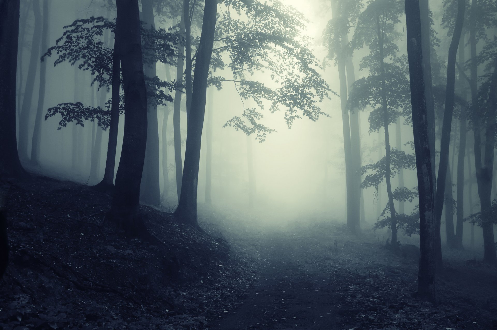 forêt profond arbres creepy nature paysage brumeux route brumeux forêt profond creepy brouillard