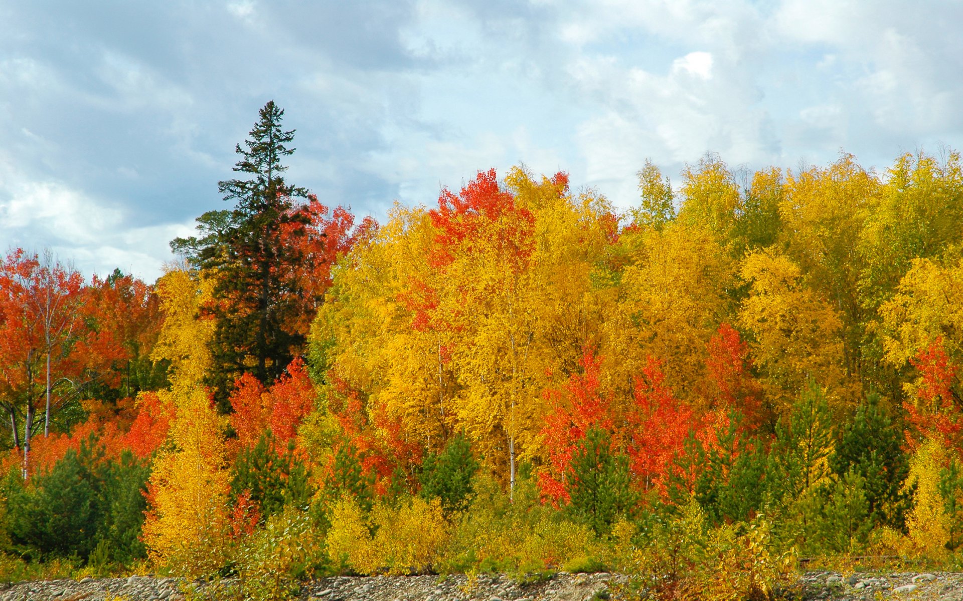 foresta autunno dorato betulla pino cielo