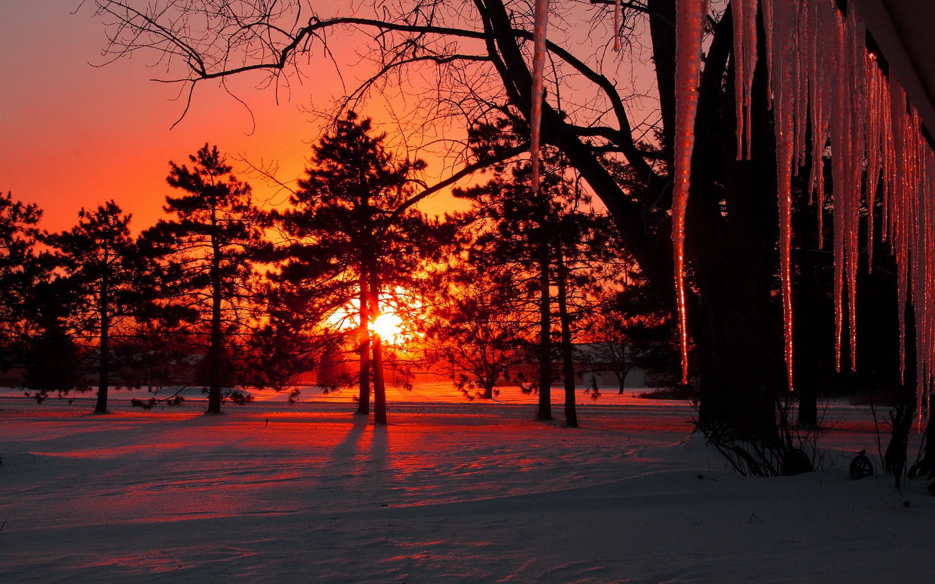 hiver neige arbres glaçons soleil coucher de soleil