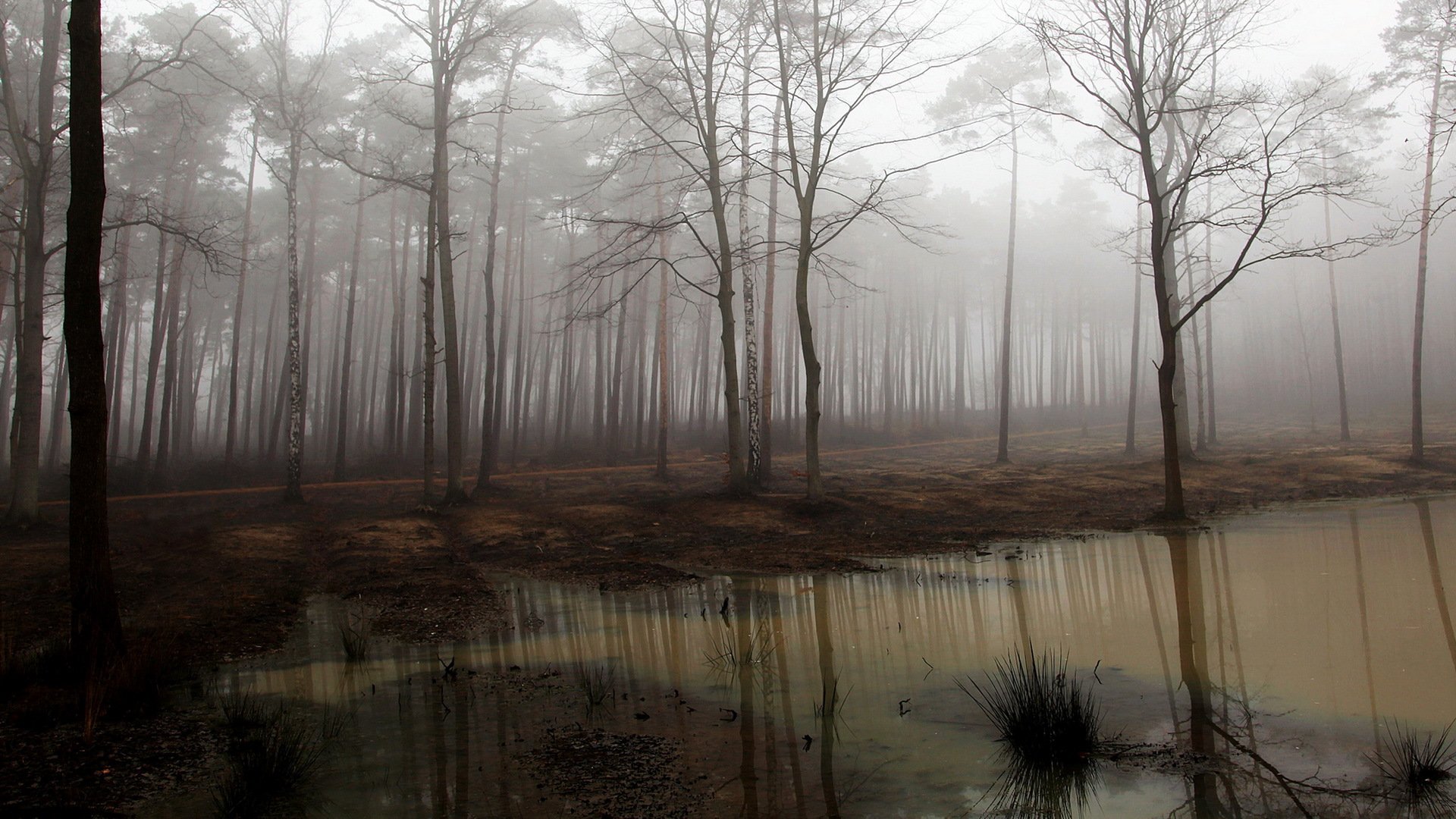 foresta nebbia natura paesaggio