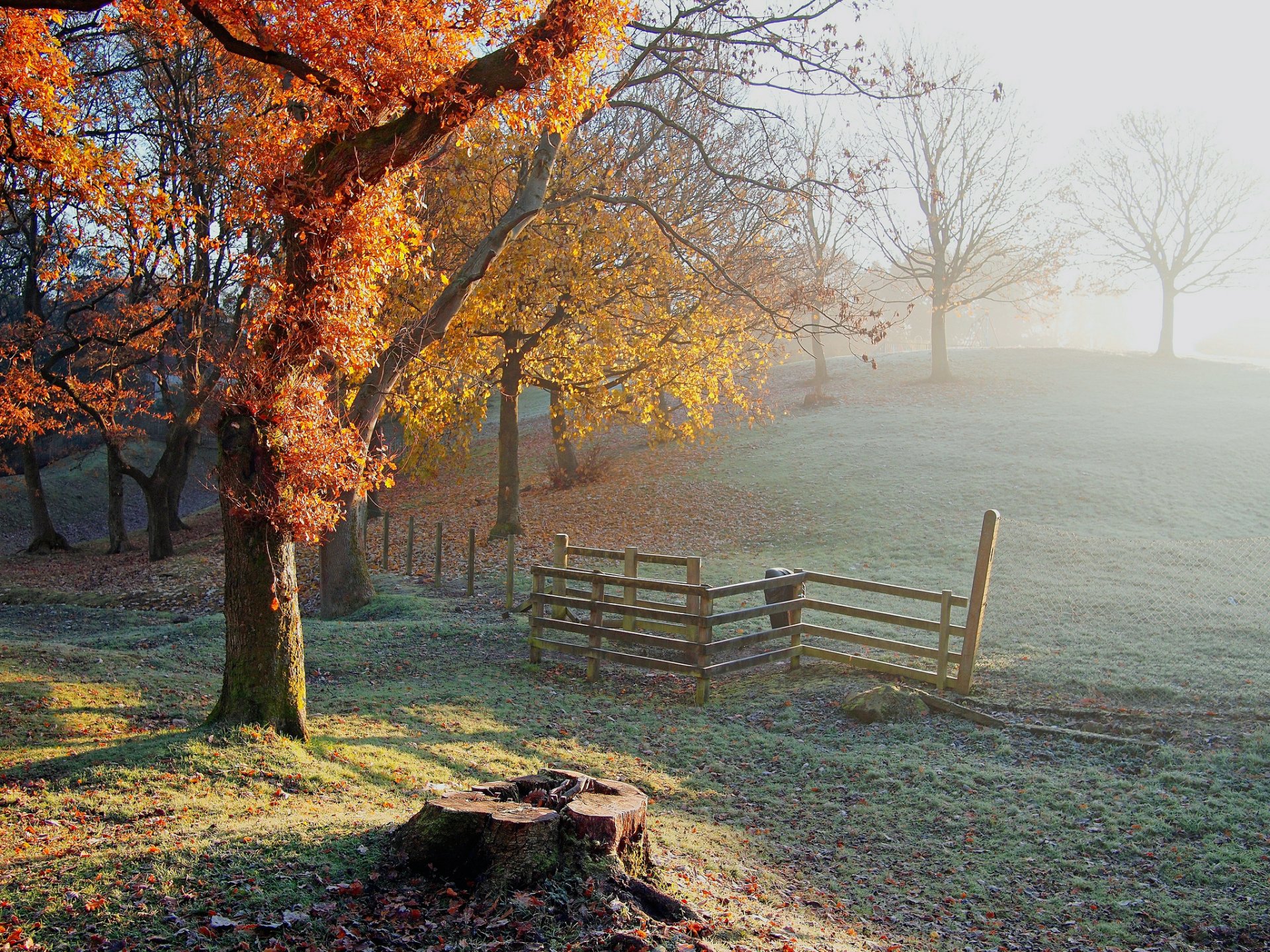 hügel bäume zaun stumpf frost frost herbst