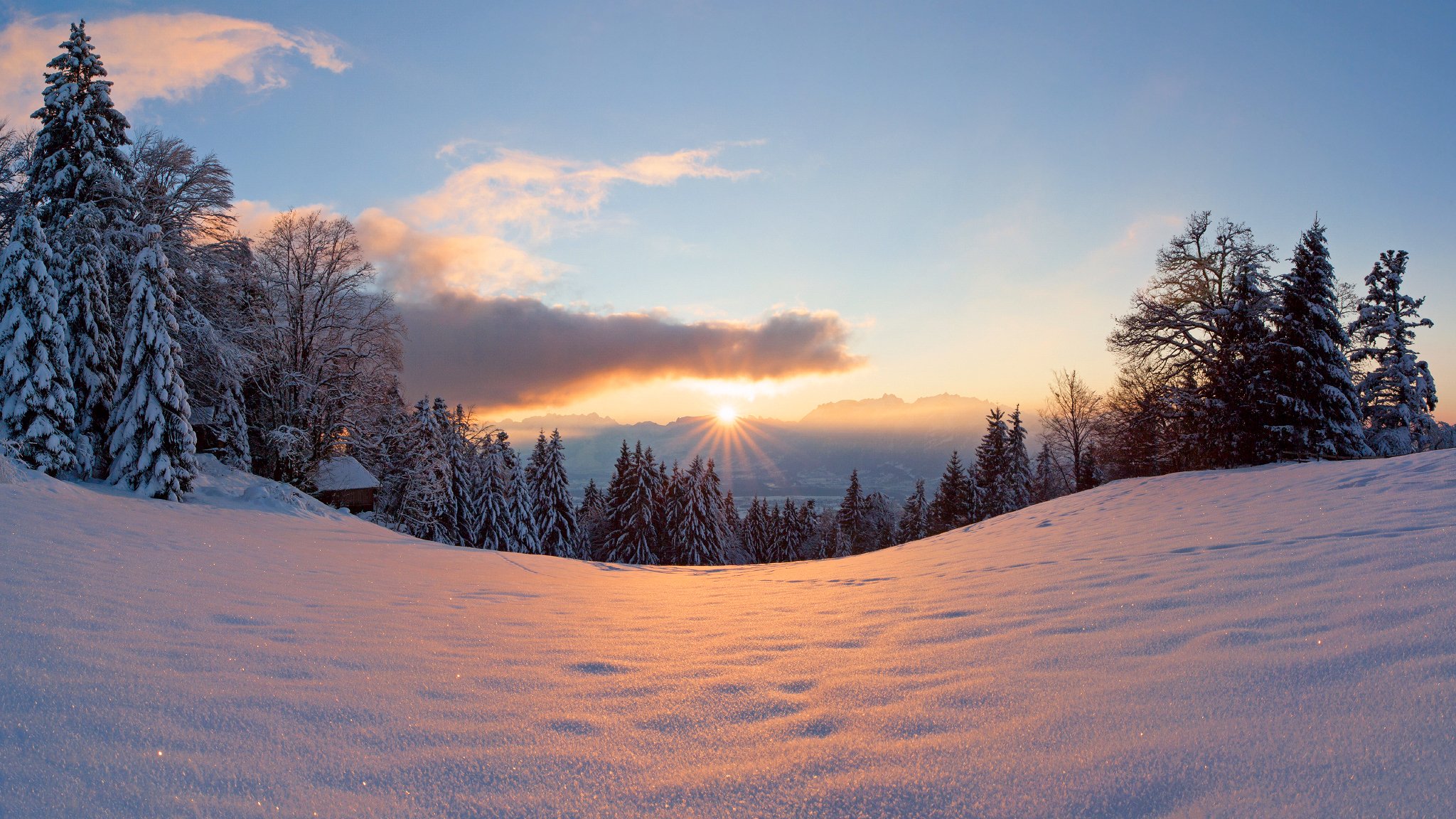 winter snow sun light forest tree