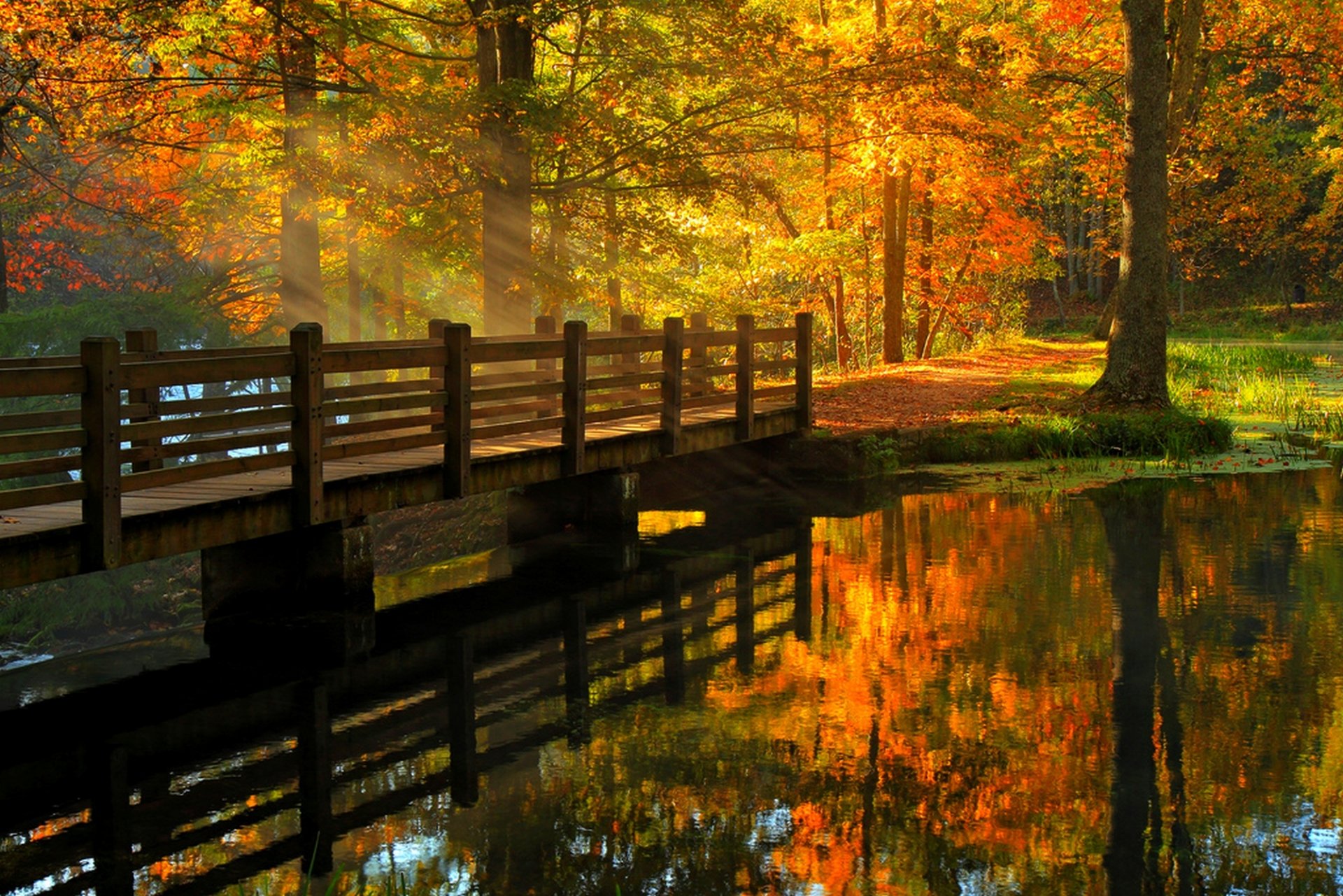 blätter park gasse bäume wald herbst zu fuß hdr natur fluss wasser ansicht tropfen brücke reflexion ansicht