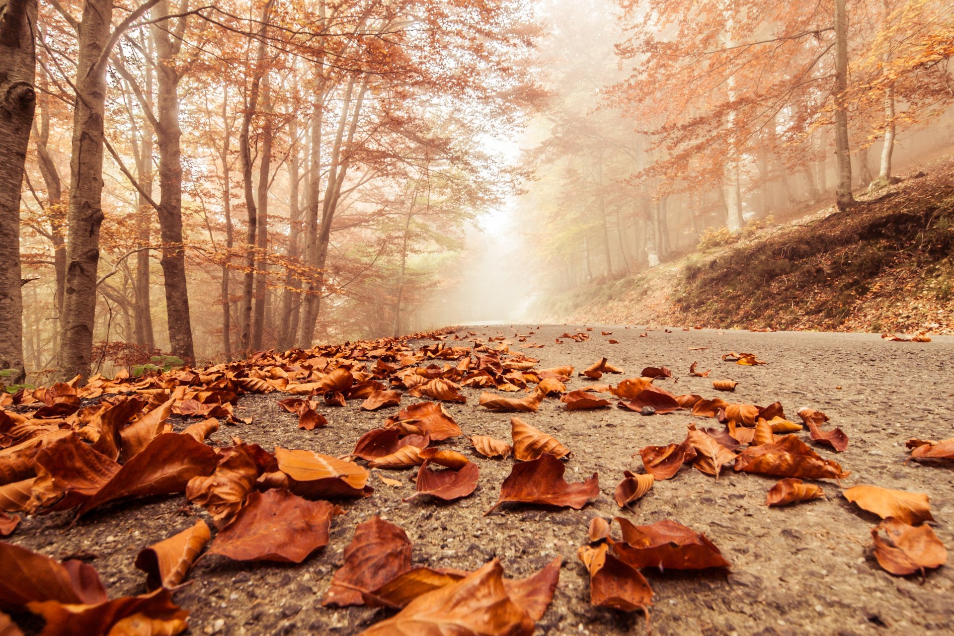 misty foggy road autumn beech landscape macro deciduous leaves nature trees forest scene misty road close up tree stage