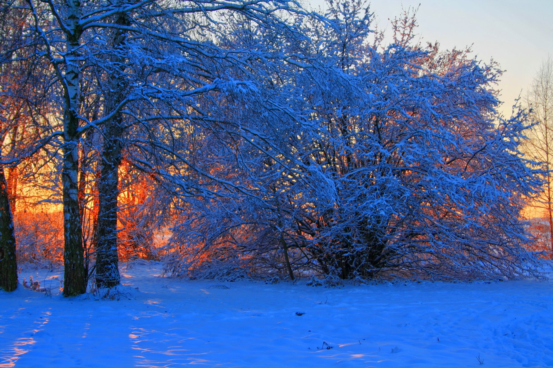 inverno alba tramonto neve alberi rami natura foto