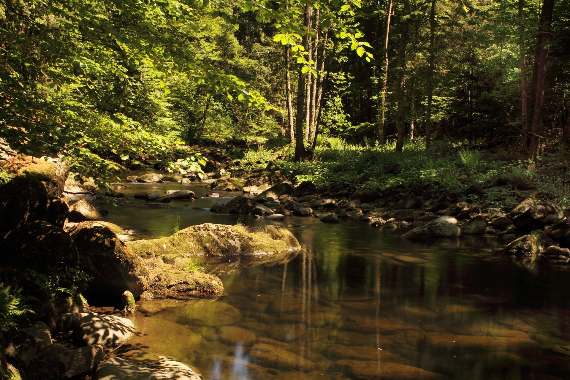 nature water stones tree forest