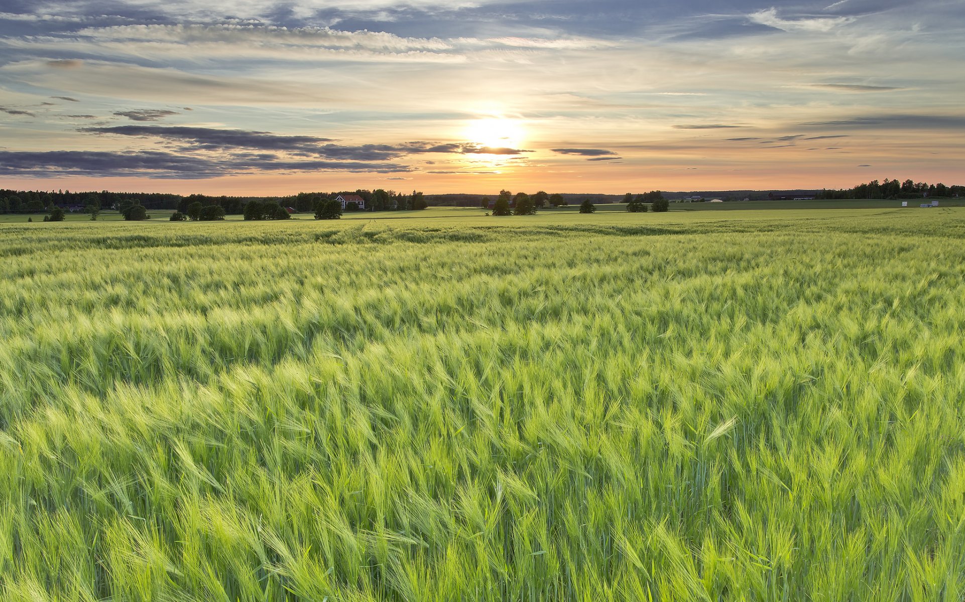 schweden feld gerste sonne abend sonnenuntergang