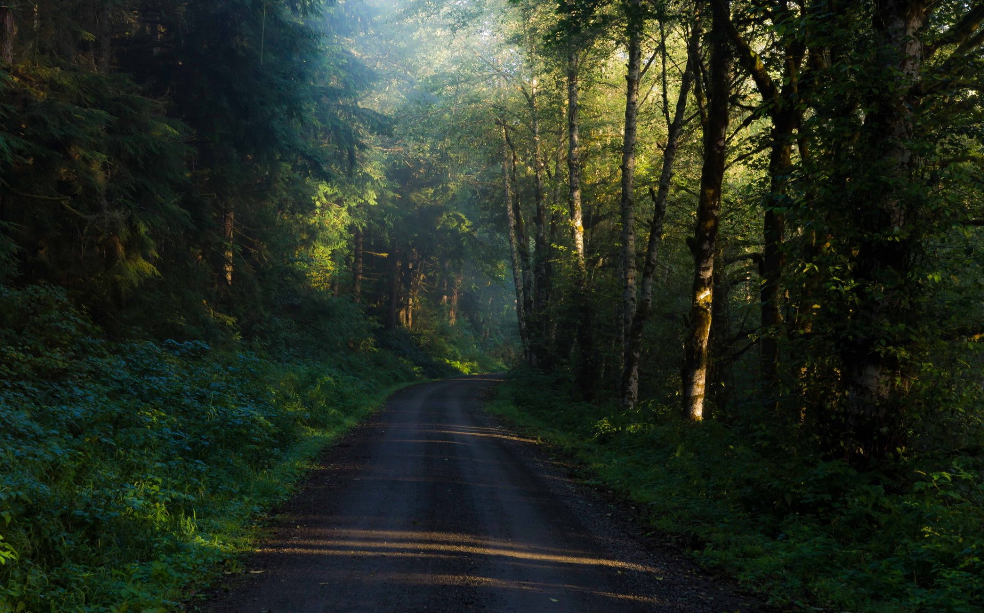 bosque árboles camino mañana