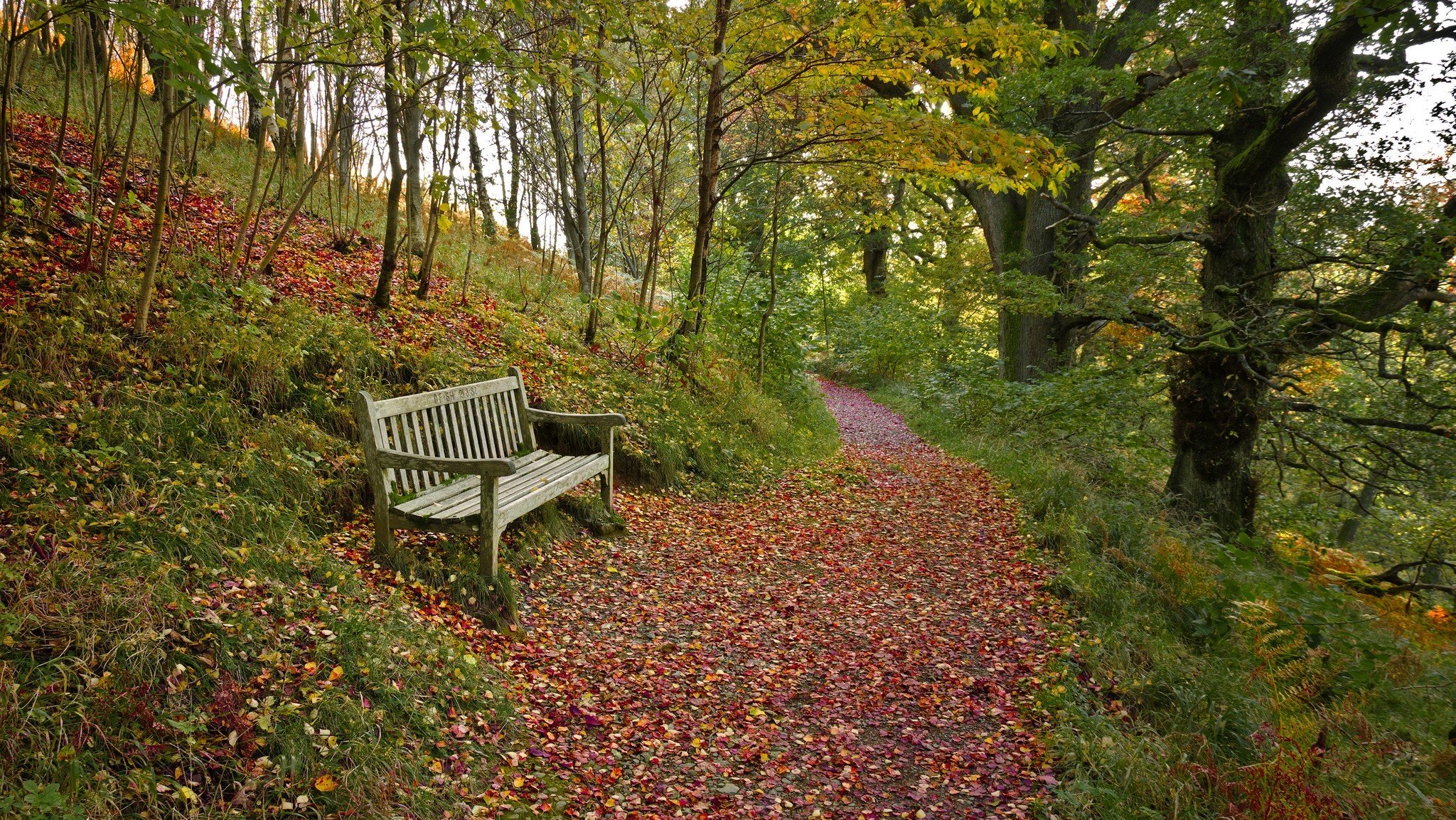 otoño bosque camino hojas banco banco