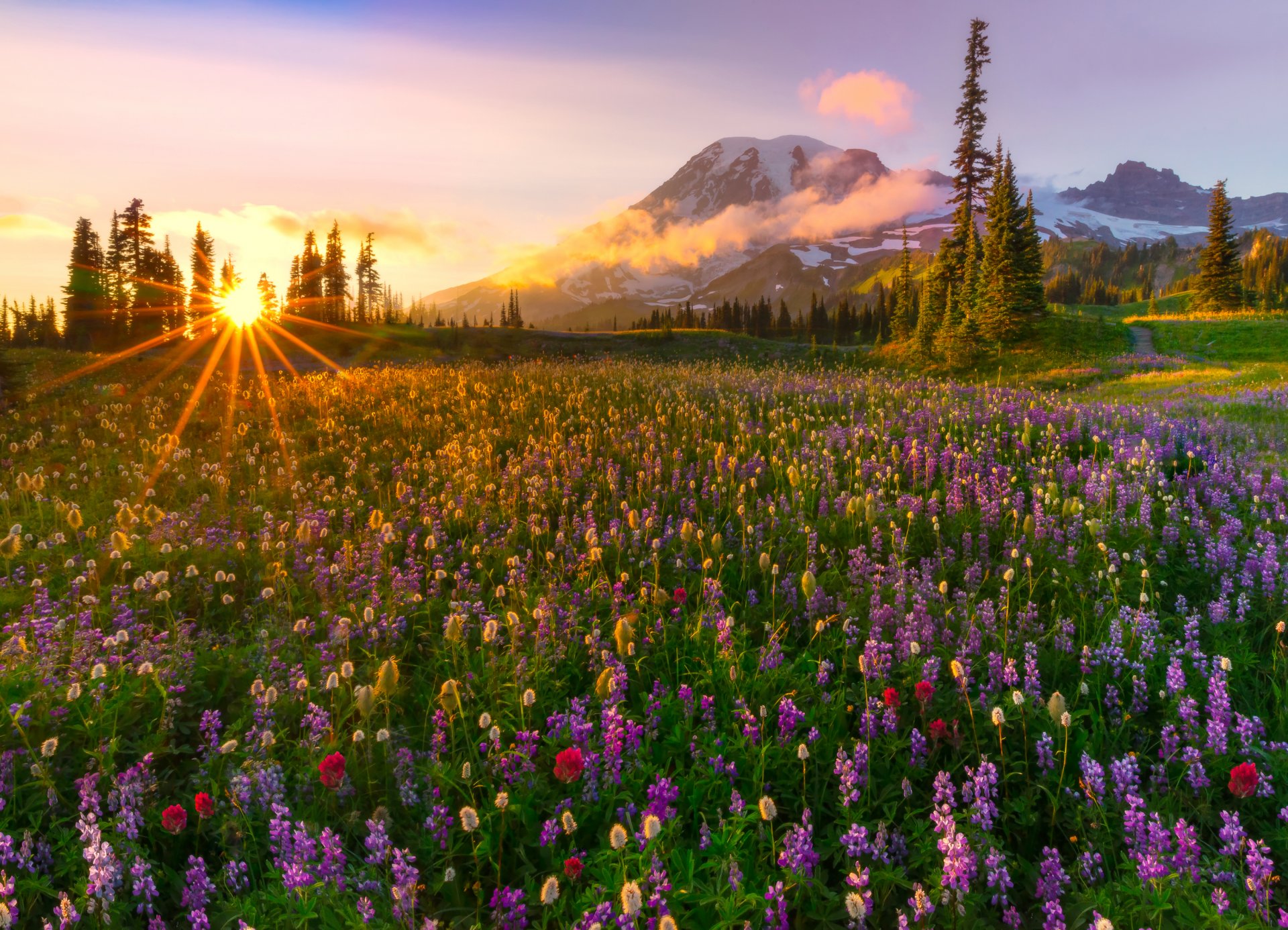 berge fichten lichtung blumen sonne strahlen abend