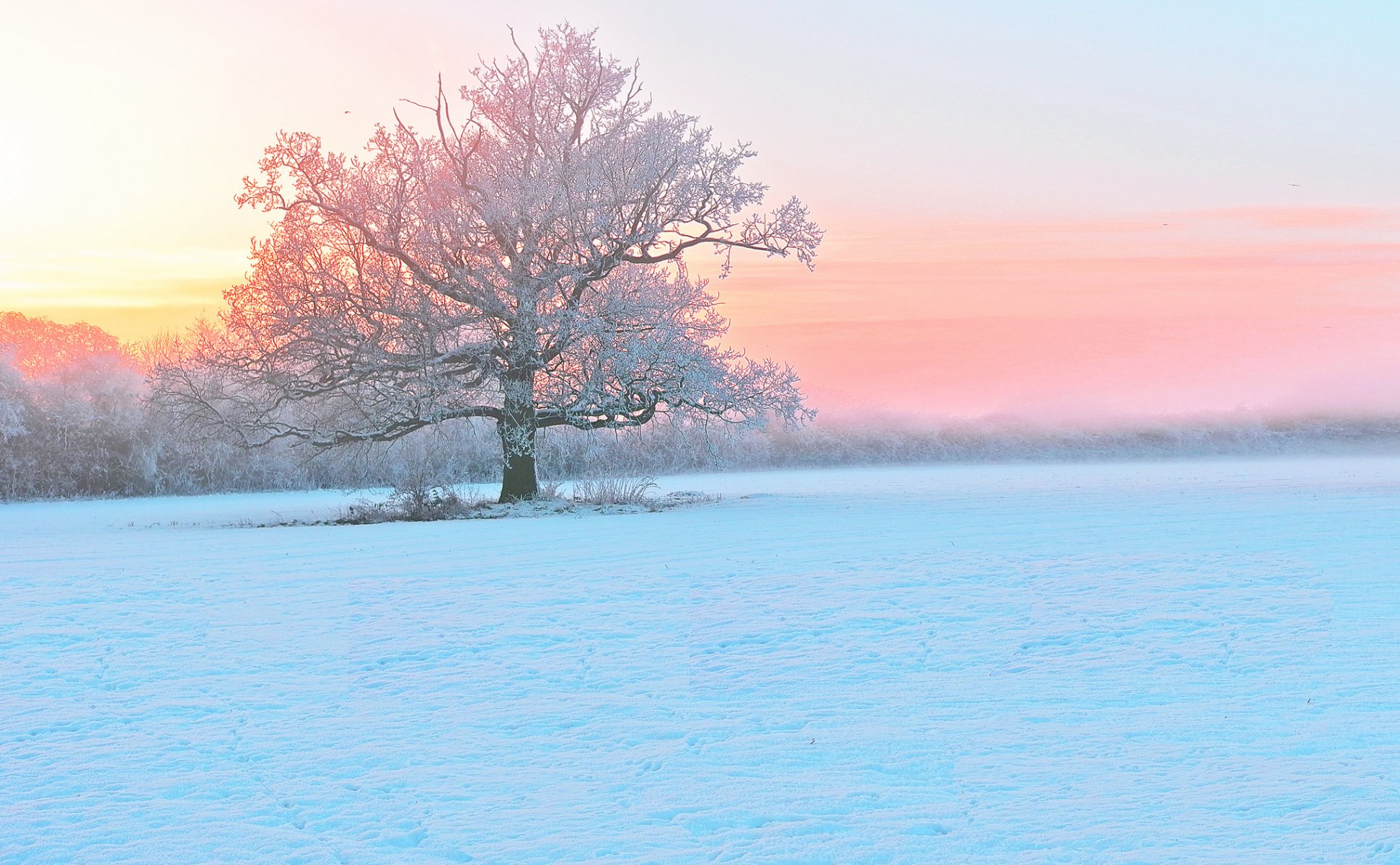 winter schnee baum frost abend nebel sonnenuntergang