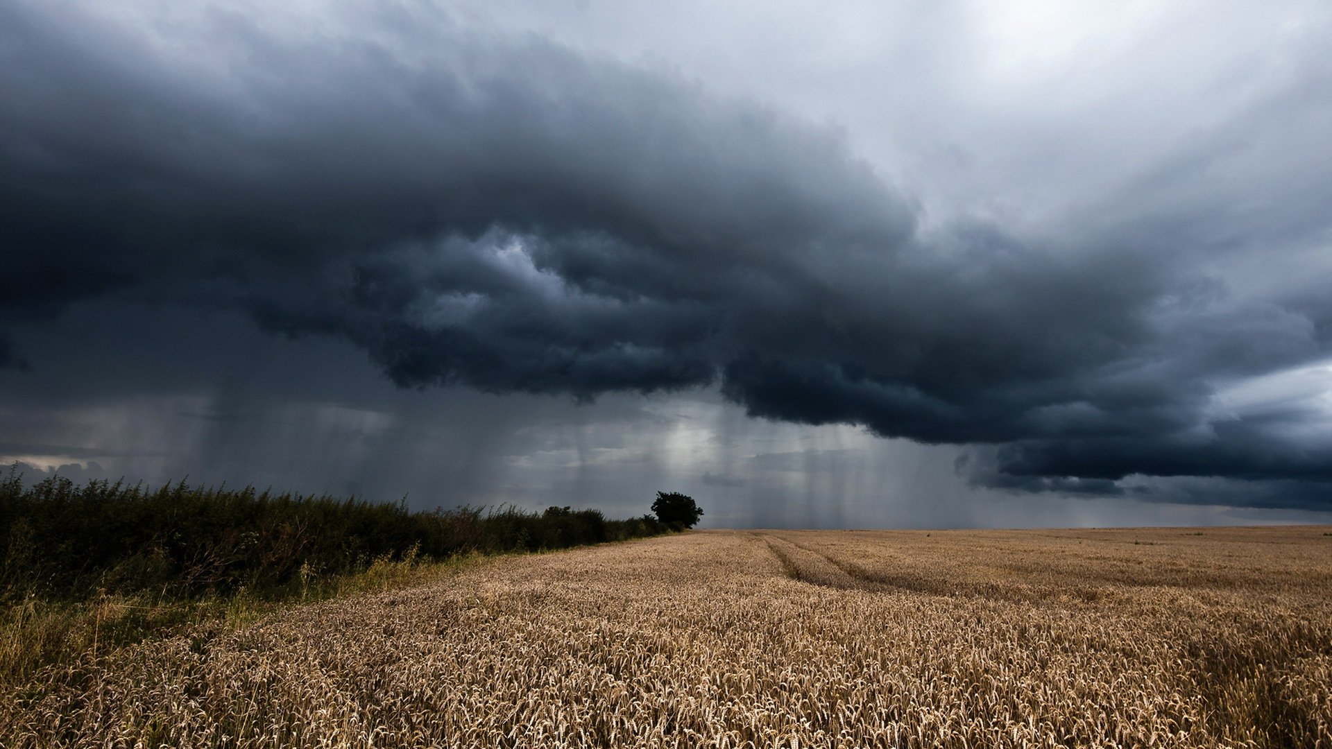 champ épis pluie paysage