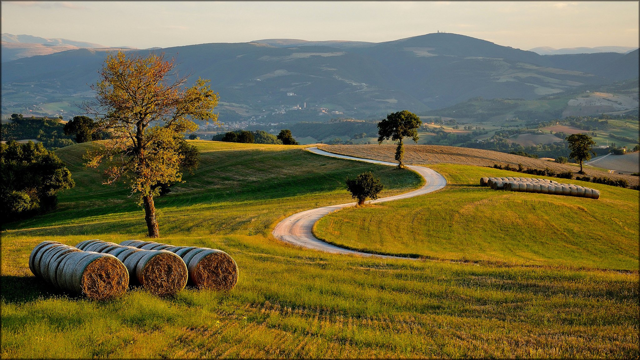 italia hills the field tree road evening