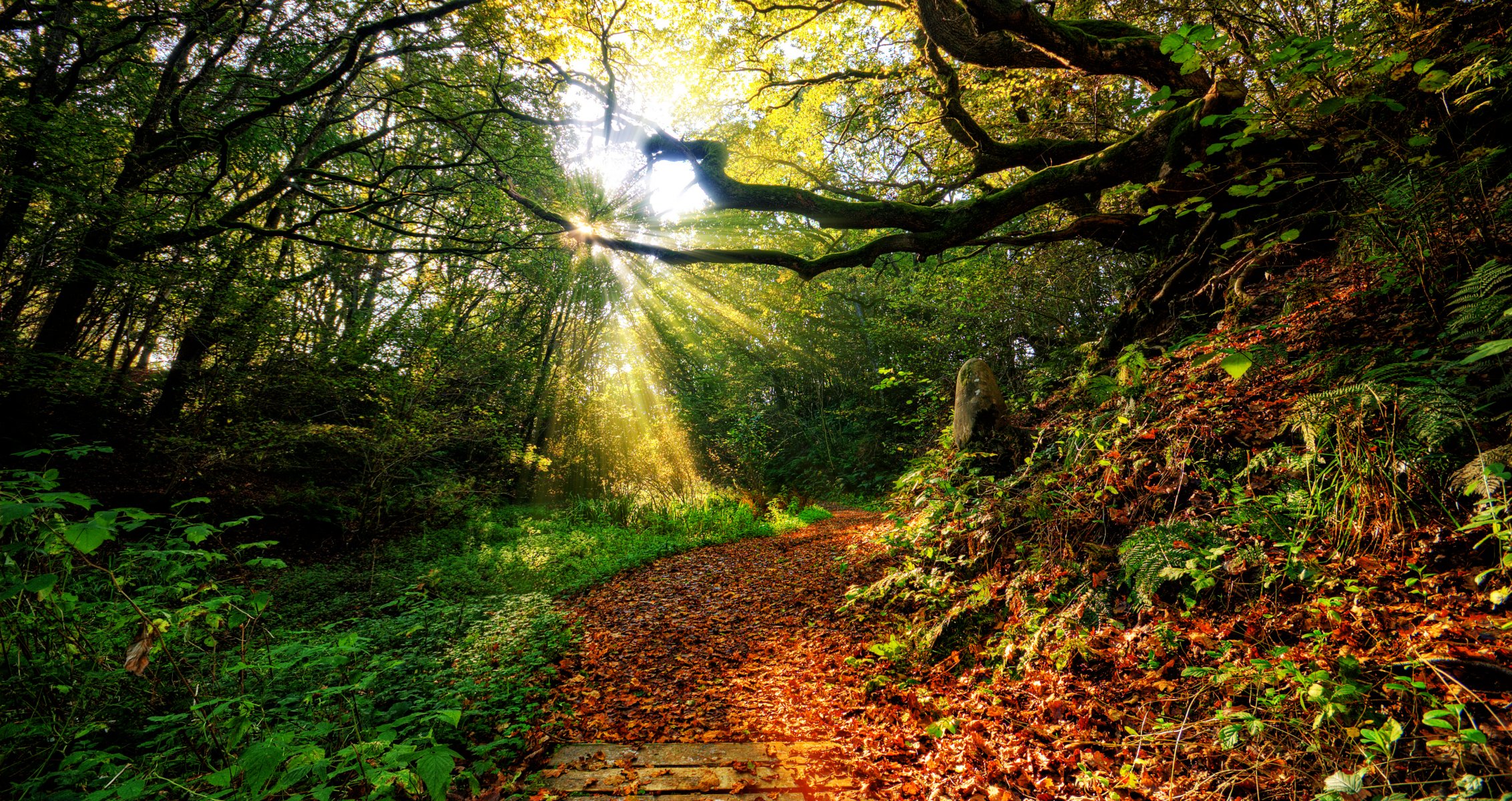 tramonto erba raggi sole cielo nuvole colore natura vista autunno foglia foresta percorsi foglie paesaggio