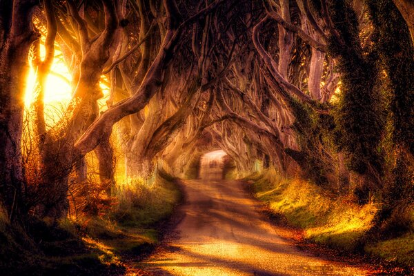 Forest road for walking under the crowns of trees