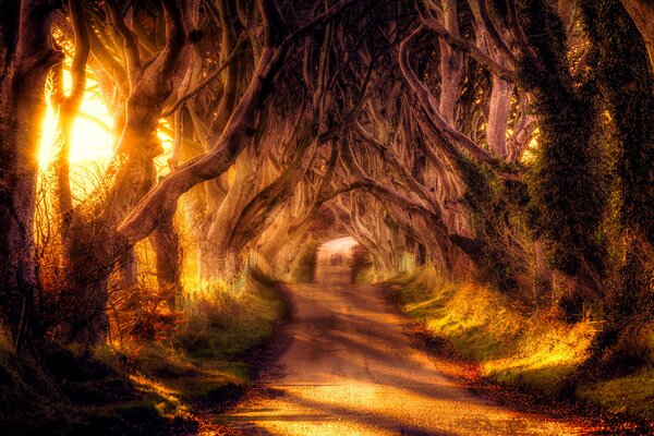 Leśna droga na spacer pod koronami drzew