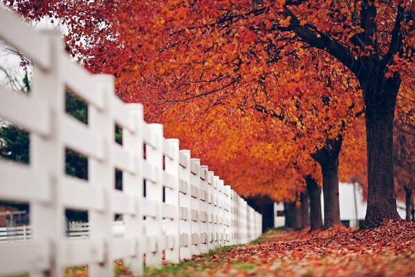 Herbstlandschaft und feurige Blätter