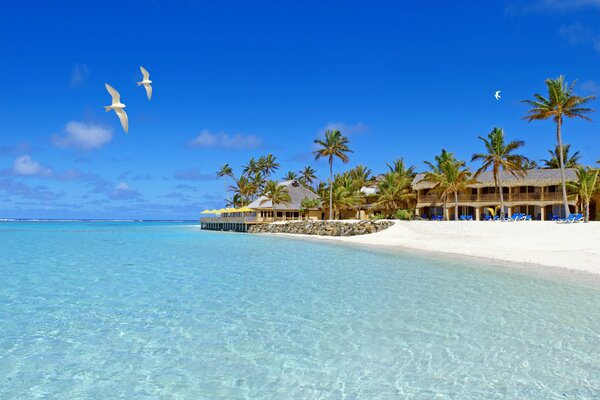Immagine della spiaggia con le palme verdi e l oceano blu