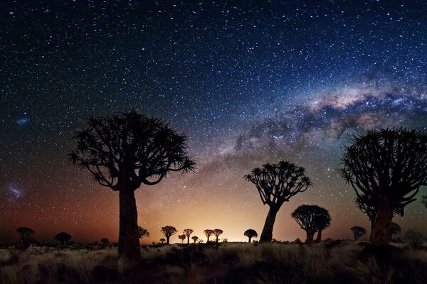 Imagen de árboles altos y oscuros contra un cielo estrellado