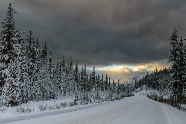 Winter road through the fir trees