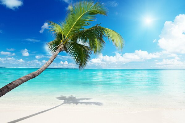 Snow-white beach with palm trees and clear sea