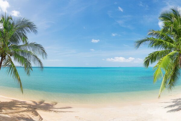 Two palm trees on the background of the beach