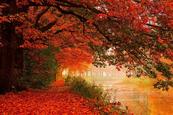 Passeggiata lungo il fiume e foglie cremisi nel tardo autunno