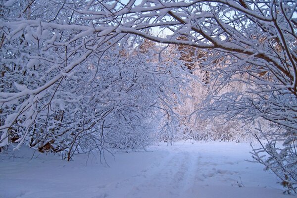 Alberi nella neve in inverno foto