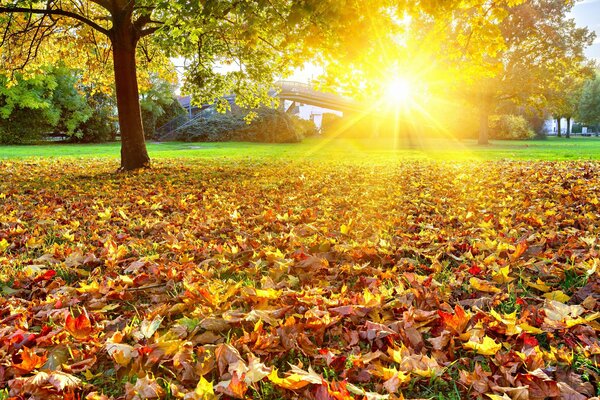 Bright rays of the sun illuminate the golden leaves