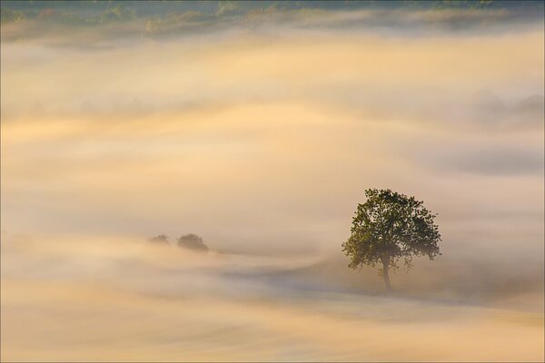 The morning mist enveloped the small tree