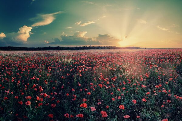 A field of poppies at sunset