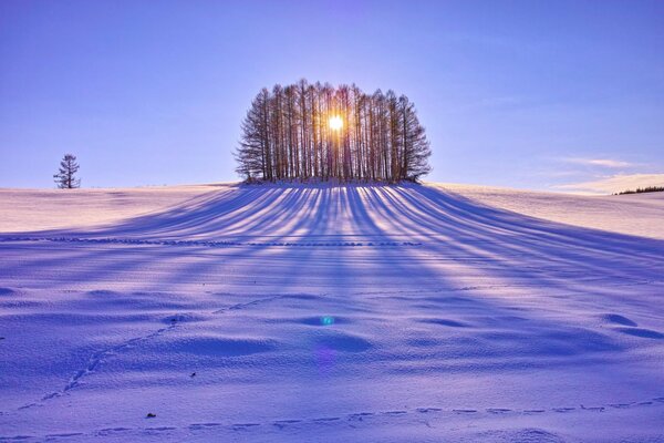 Campo di neve in una giornata di sole tra gli alberi